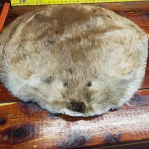 Soft Tanned Beaver Fur Pelt, C Four B One