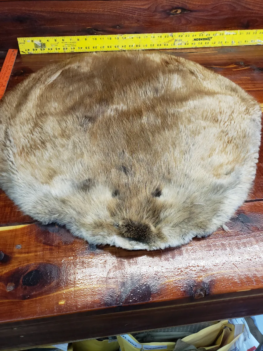 Soft Tanned Beaver Fur Pelt, C Four B One