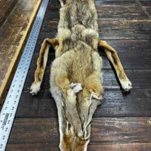 Eastern Coyote Tubed Hides, C4 Coy 01, Pelts Collection