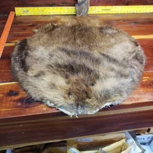 Soft Tanned Beaver Fur Pelt, C Four B Ten