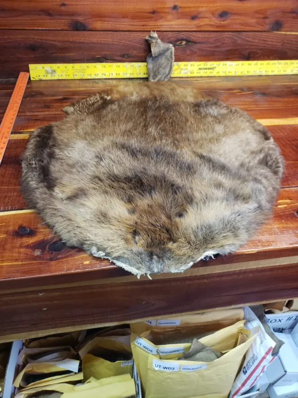 Soft Tanned Beaver Fur Pelt, C Four B Ten