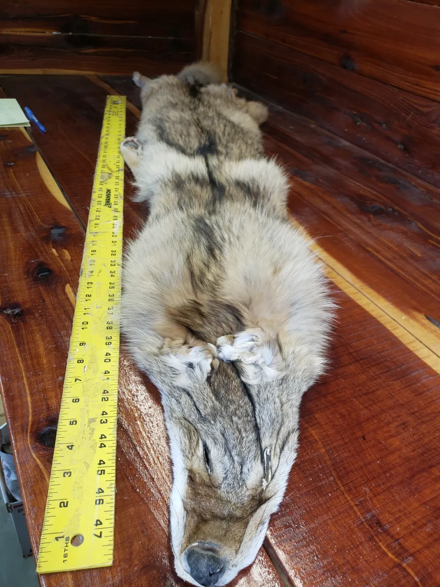 Eastern Coyote Tubed Hides, C4 Coy 10, Pelts Collection