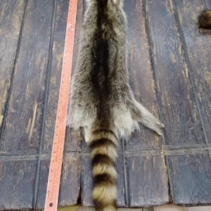 Racoon Fur Hide, Measures Six by Thirty Nine Inches
