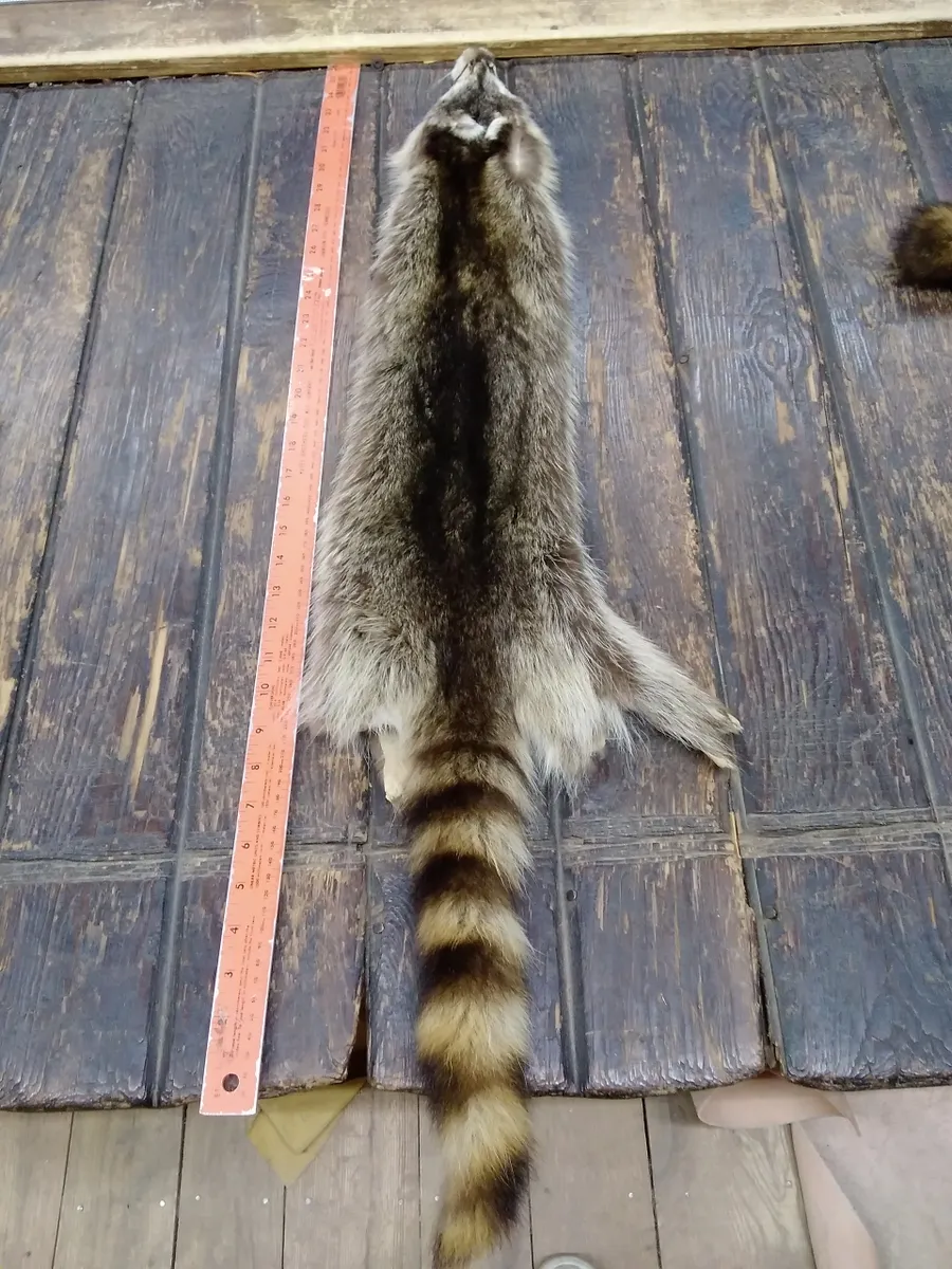 Racoon Fur Hide, Measures Six by Thirty Nine Inches