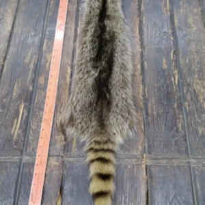 Racoon Fur Hide, Measures Six by Thirty Seven Inches