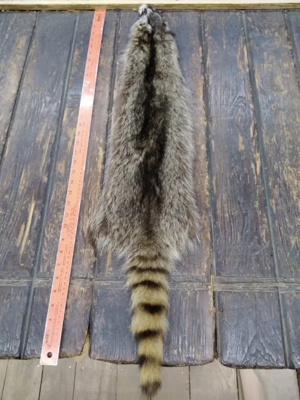 Racoon Fur Hide, Measures Six by Thirty Seven Inches