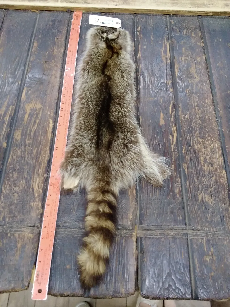 Racoon Fur Hide, Measures Five by Thirty Three Inches