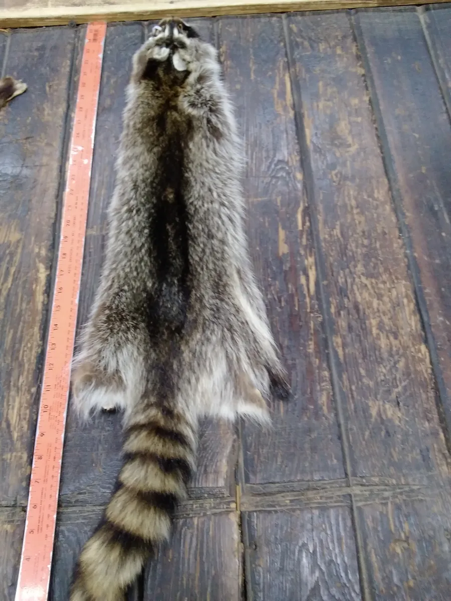 Racoon Fur Hide, Measures Five by Thirty Four Inches