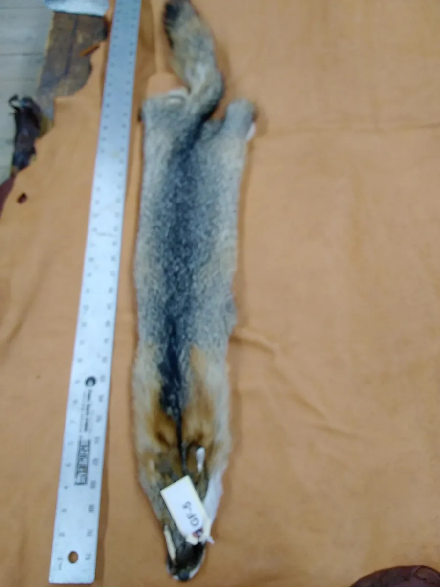 A furry animal carcass
