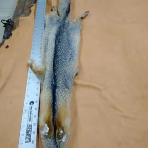 An animal carcass with a tag