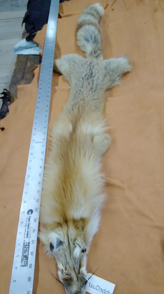 Red Fox Hide Measures Six by Forty Six Inches Approx