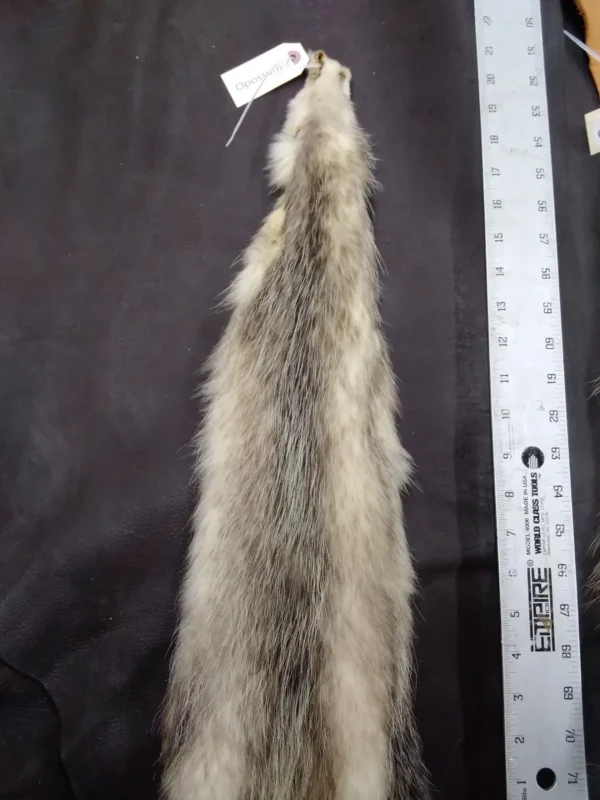Nicely Tanned Tubed Hide Opossum Two, Pelts Collection