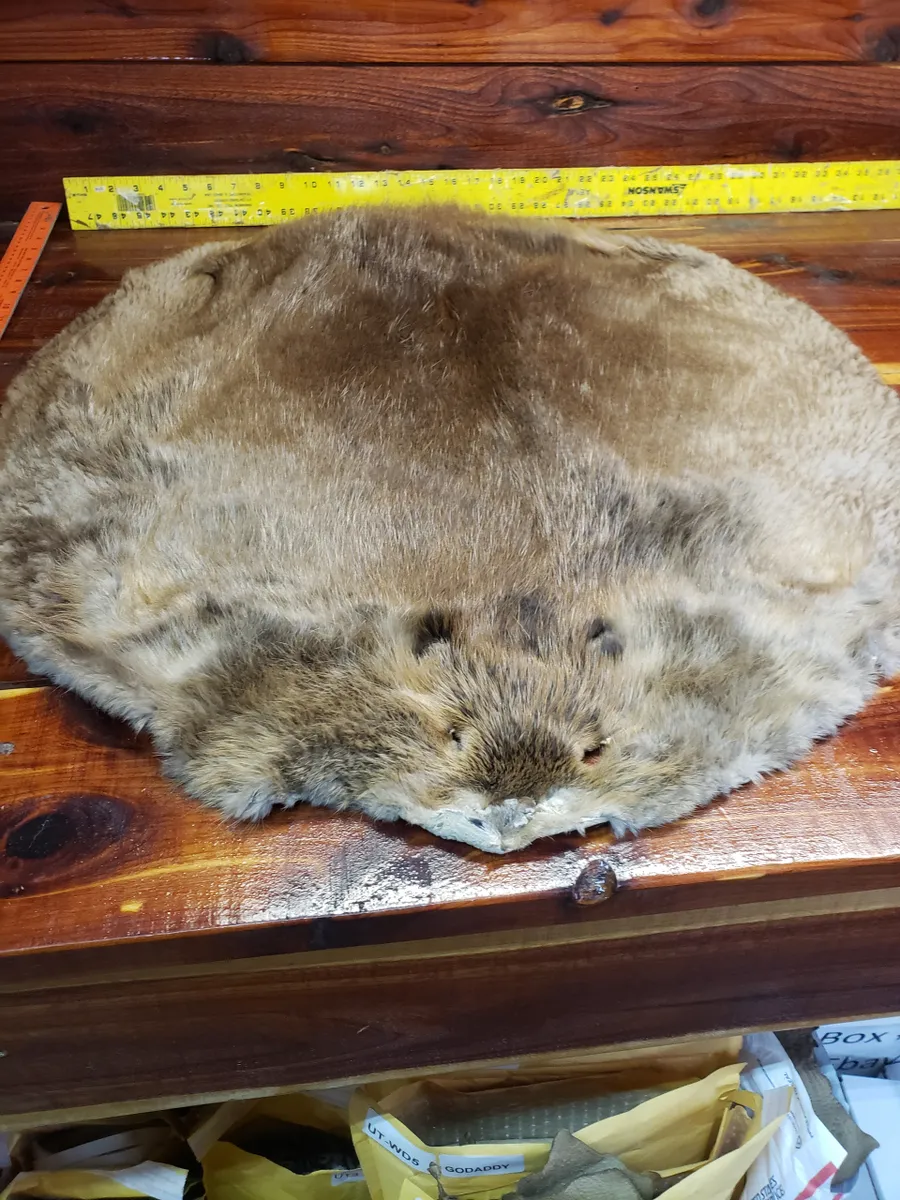 Soft Tanned Beaver Fur Pelt, C Four B Three