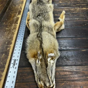 Eastern Coyote Tubed Hides, C4 Coy 03, Pelts Collection