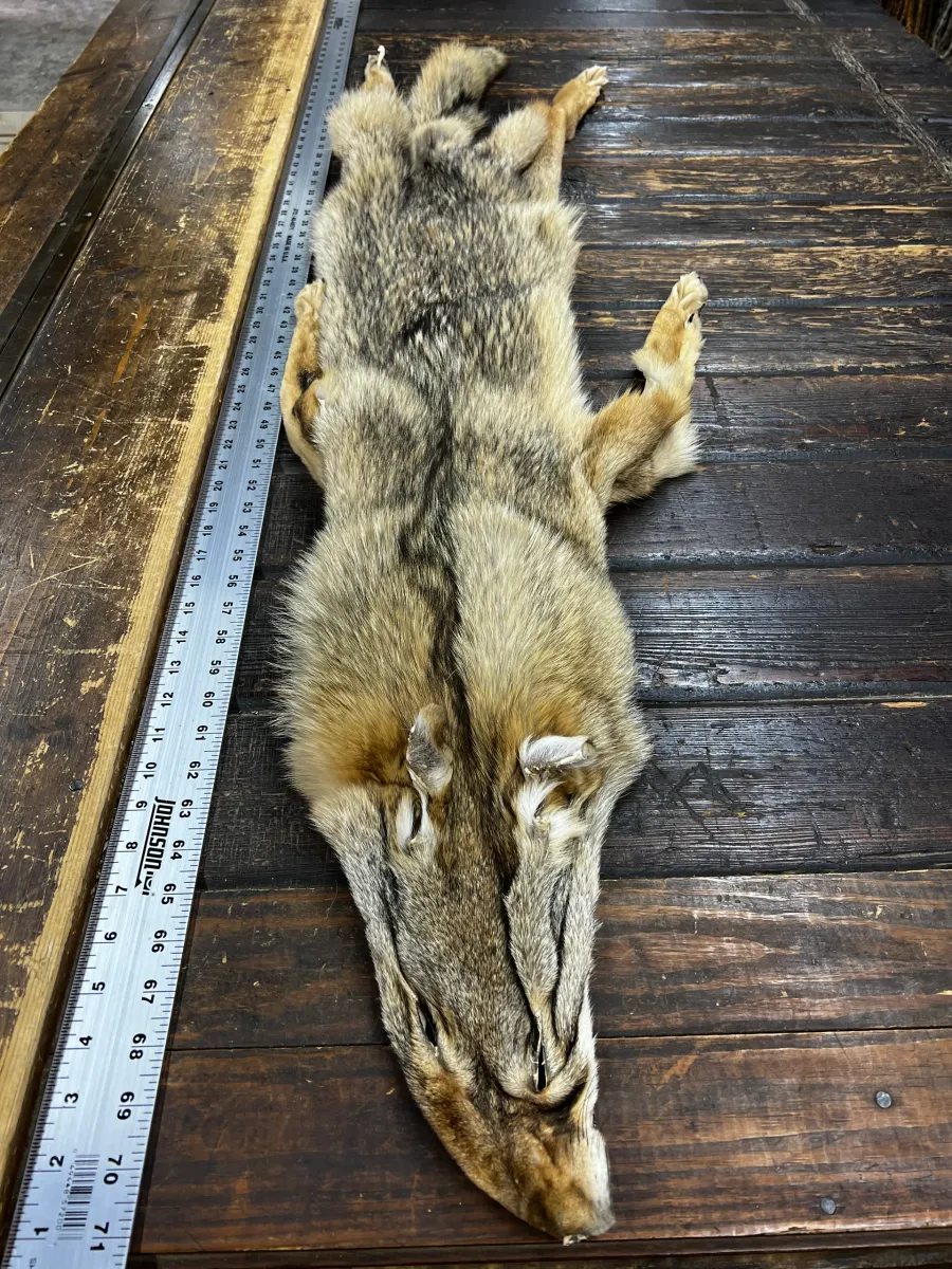 Eastern Coyote Tubed Hides, C4 Coy 03, Pelts Collection