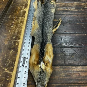 An animal carcass next to a long ruler