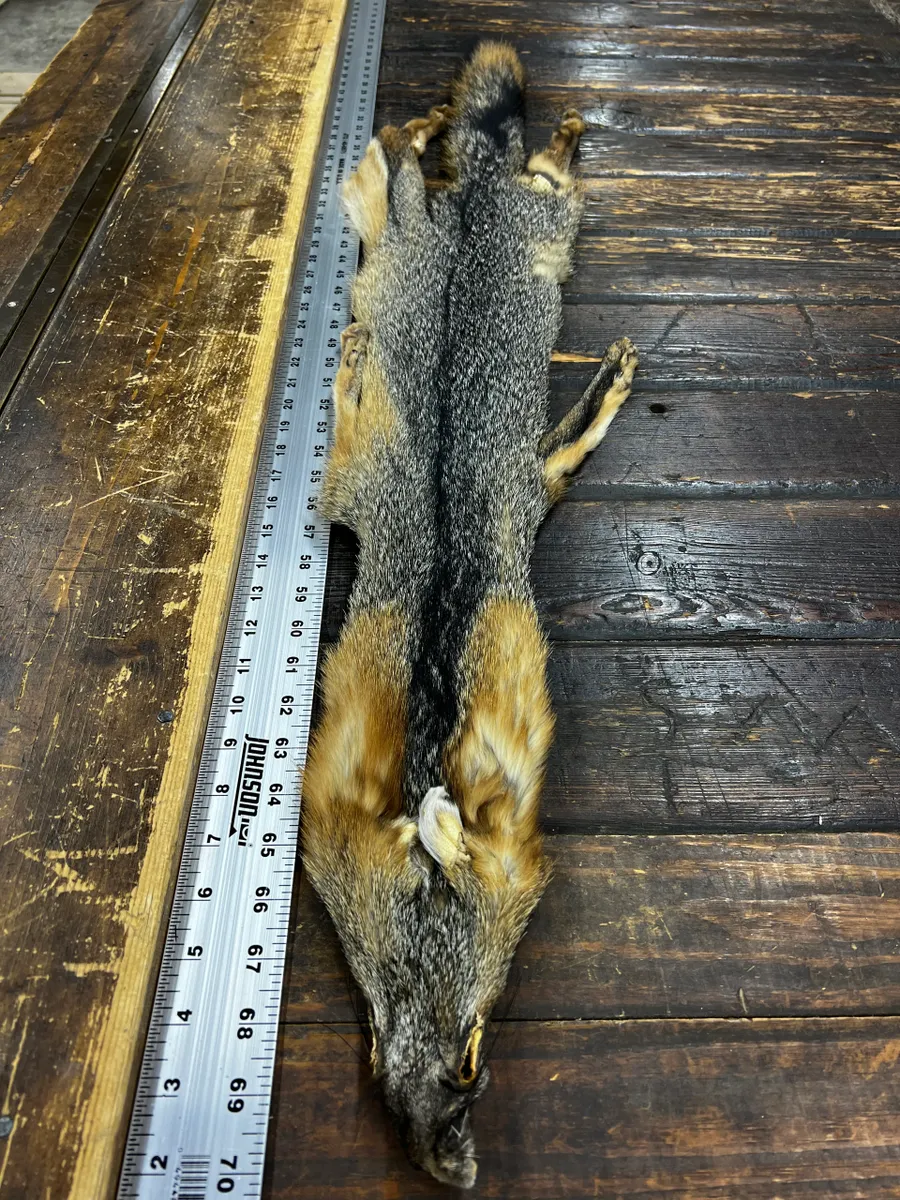 An animal carcass next to a long ruler