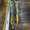 Measuring a long and furry animal carcass