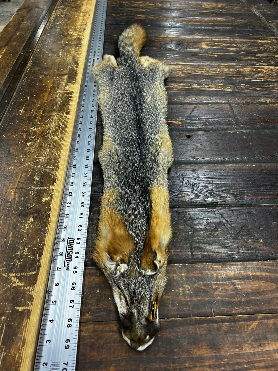 Measuring a long and furry animal carcass