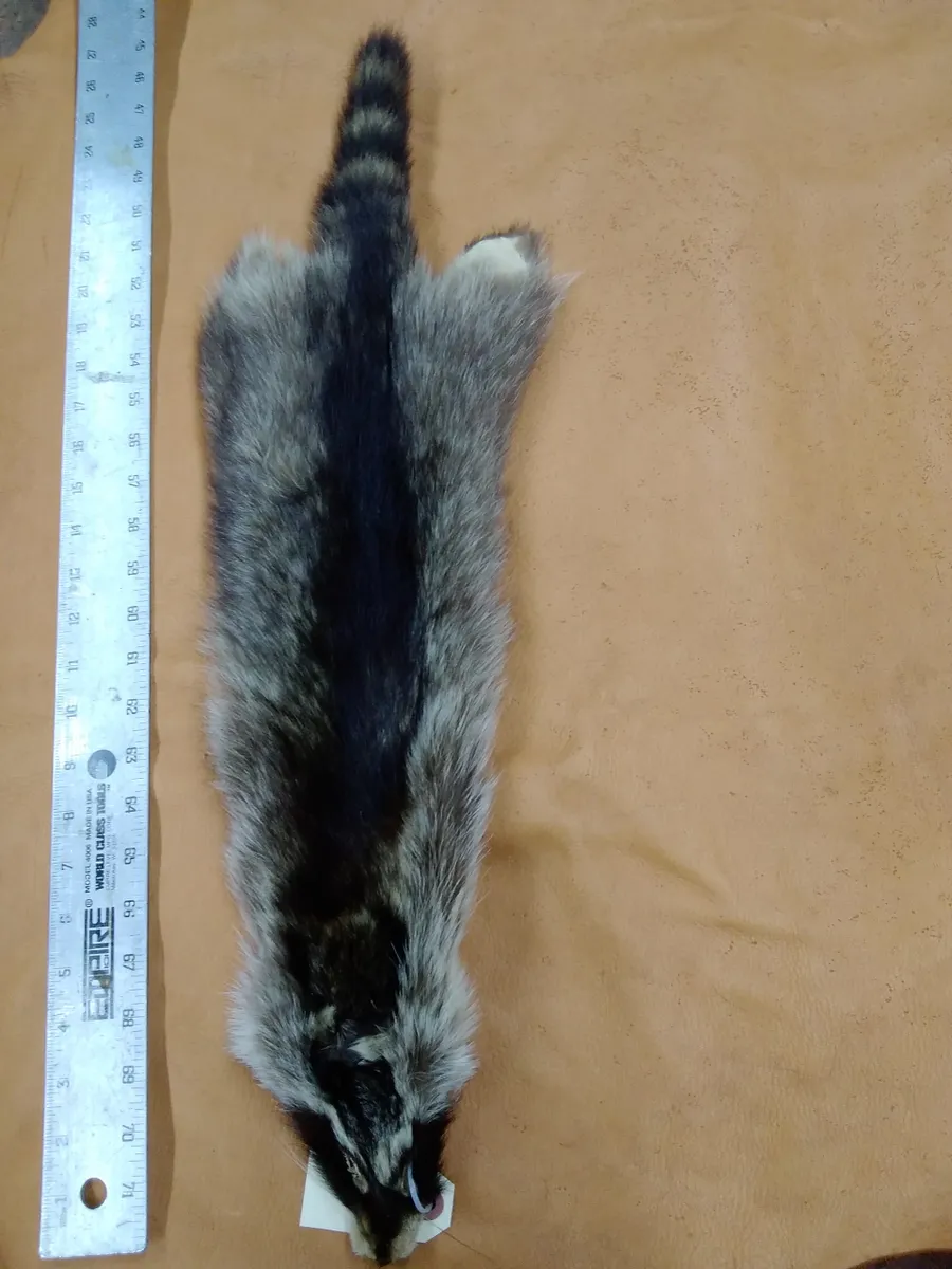 Racoon Fur Hide, Measures Six by Twenty Eight Inches