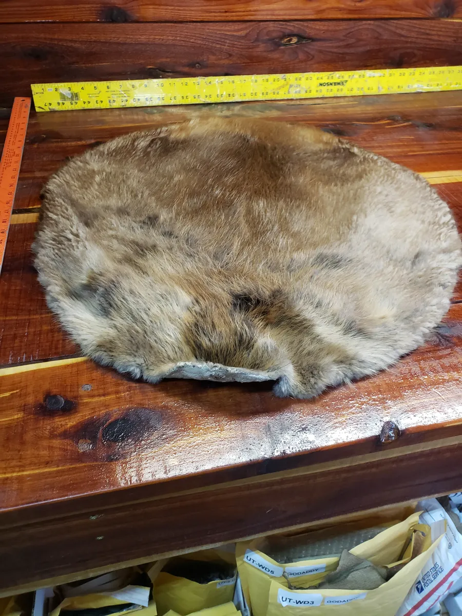 Soft Tanned Beaver Fur Pelt, C Four B Six