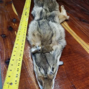 Eastern Coyote Tubed Hides, C4 Coy 07, Pelts Collection