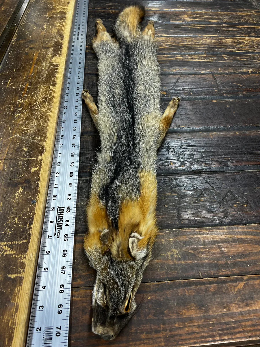 An animal carcass on the floor