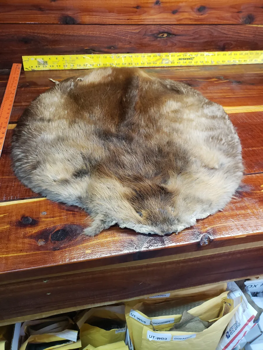 Soft Tanned Beaver Fur Pelt, C Four B Seven