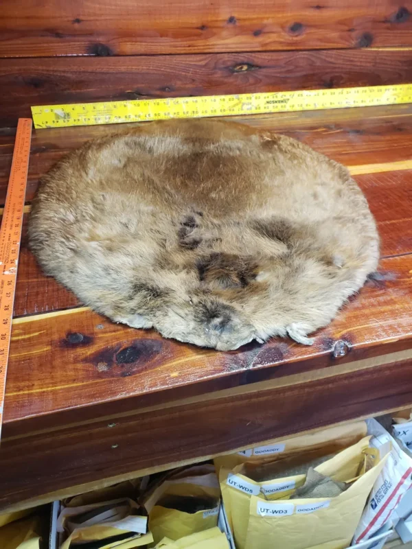 Soft Tanned Beaver Fur Pelt, C Four B Eight