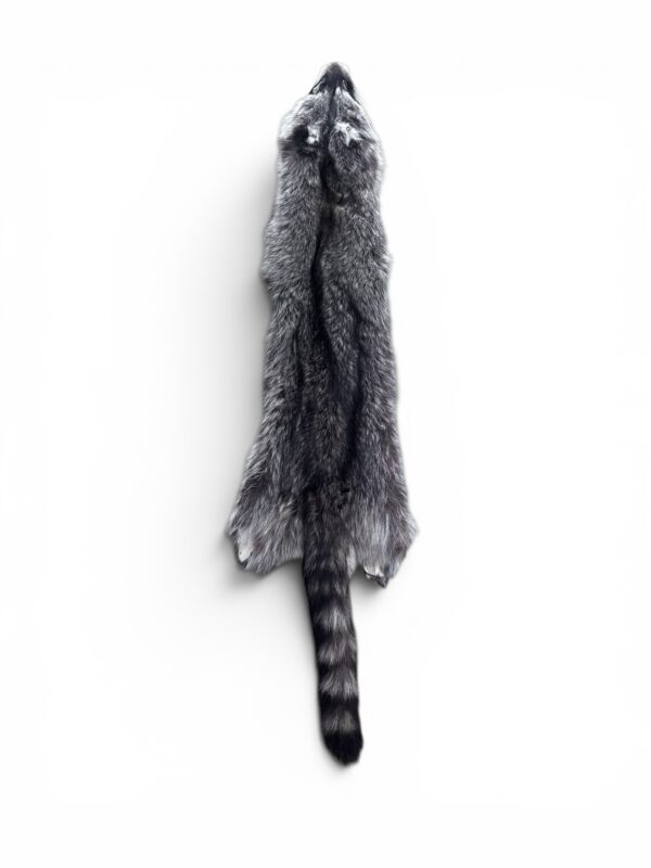 Racoon Hide 1