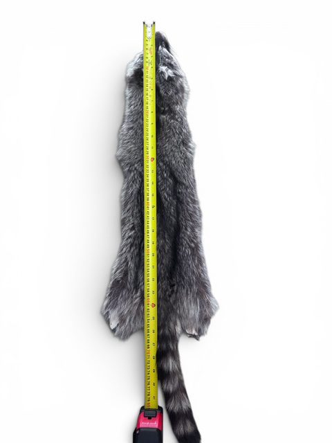 Racoon Hide 1