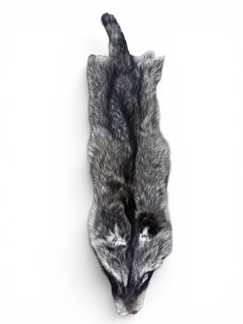 Racoon Hide 1