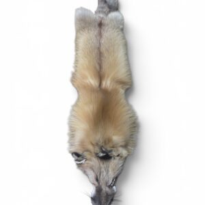 Red Fox Hide 1