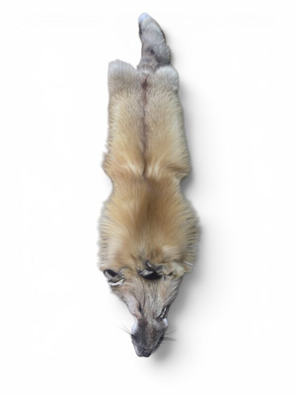 Red Fox Hide 1