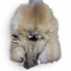 Red Fox Hide 1