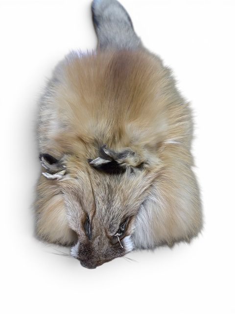 Red Fox Hide 1