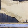 Animal hide with ruler for scale reference.