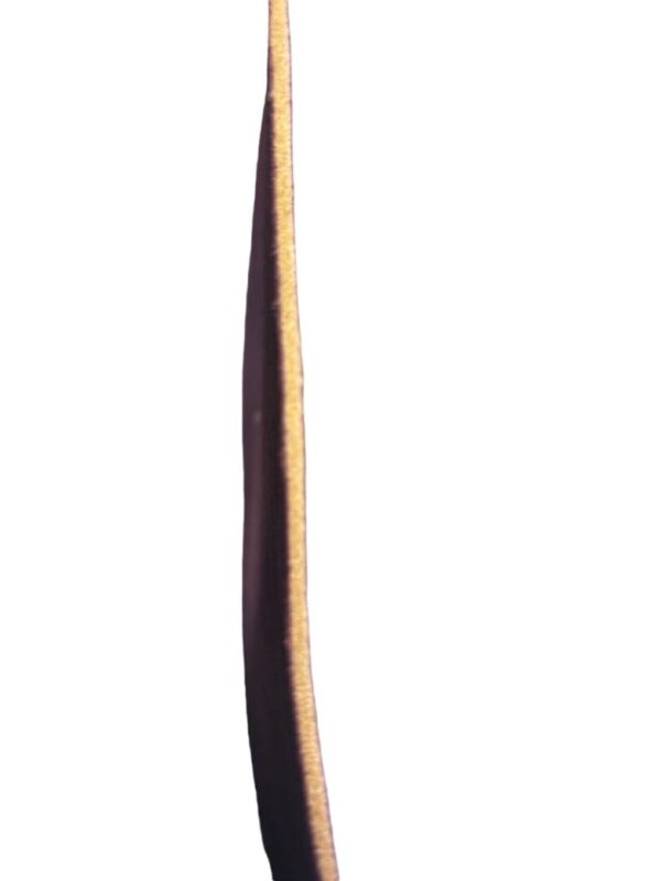 ISYG9461 Dark, elongated vertical object on white background.