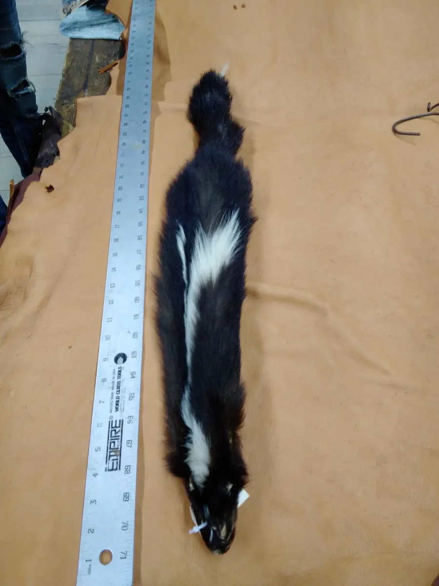 Tanned Skunk Hide Measures Six by Thirty Inches