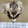 Raccoon face leather hide on display.