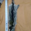 Raccoon pelt displayed on a wooden surface.