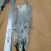 Raccoon hide displayed on textured surface.