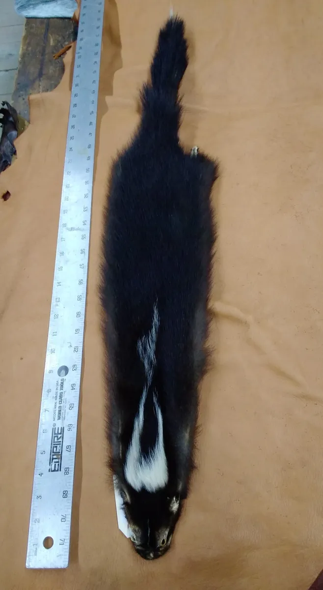 Tanned Skunk Hide Measures Four by Thirty One Inches