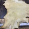 Tanned animal hide on wooden table.