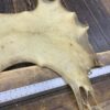Moose antler on wooden table with ruler.