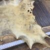 Animal hide stretched on wooden surface.