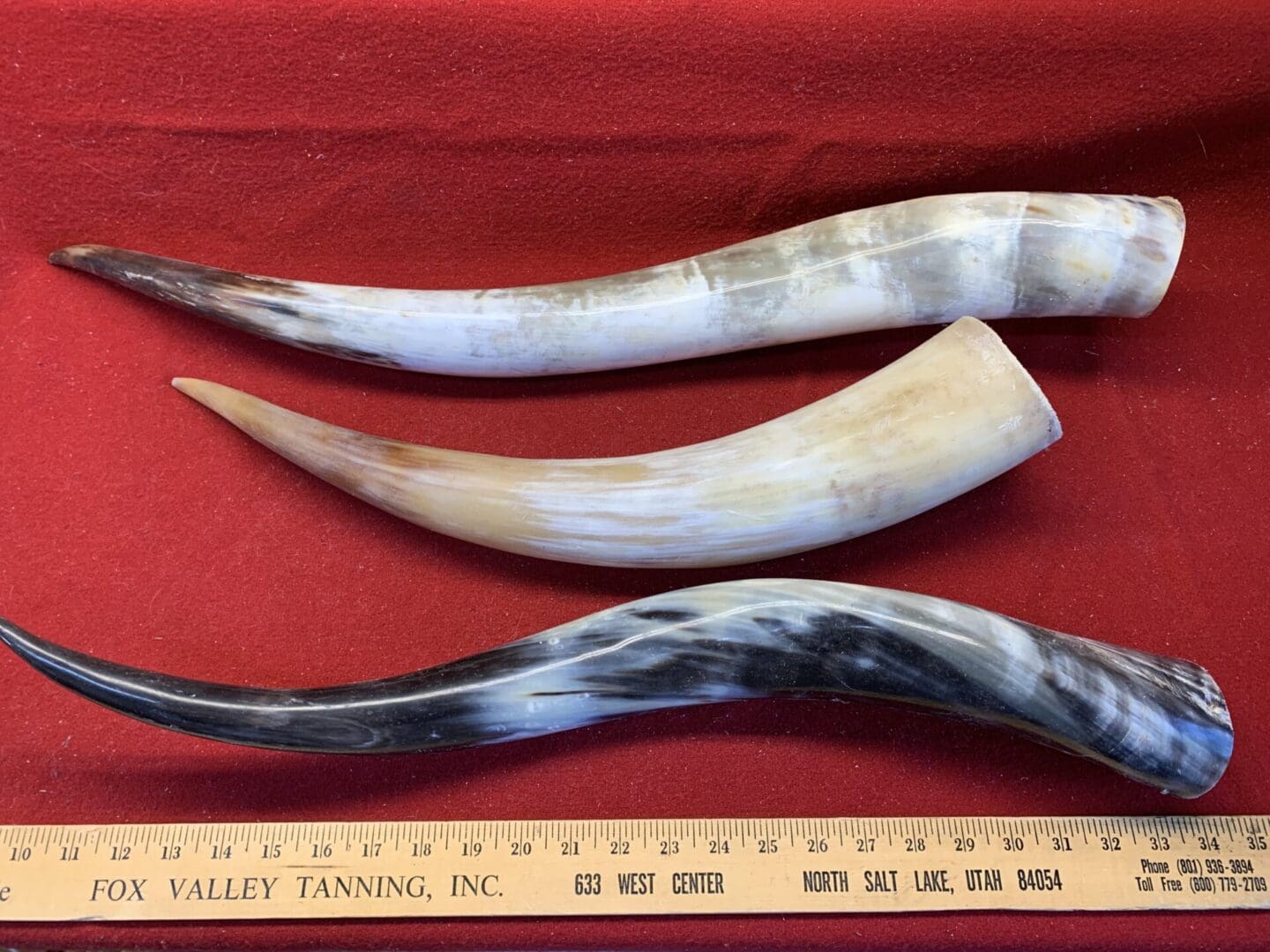 Polished Cow Horns are available for sale