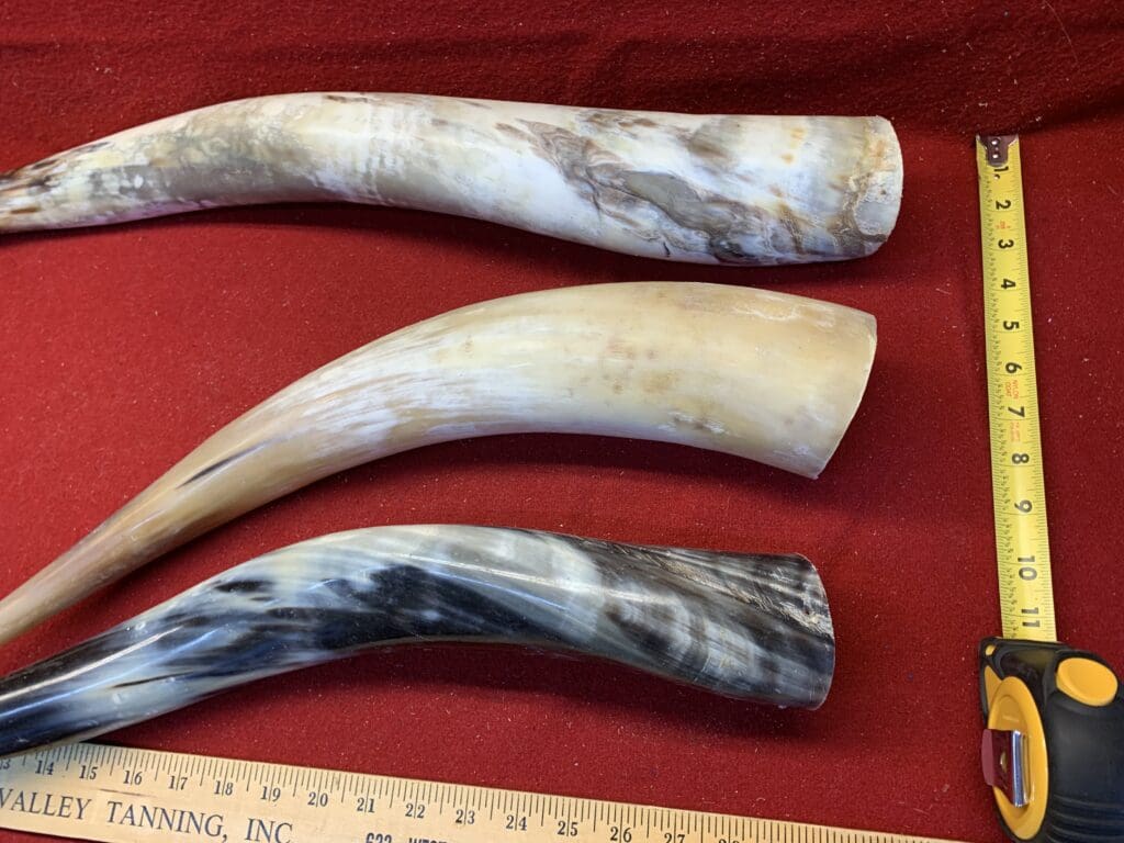 Cow Horns - Polished Cow Horns