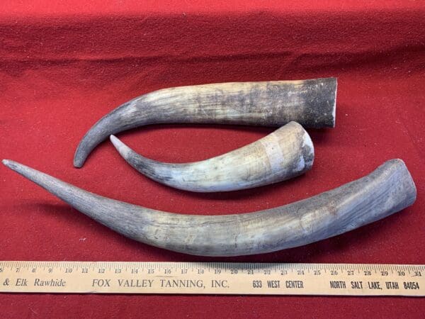 Raw and Unfinished Cow Horns available for sale
