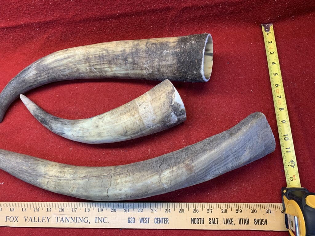 Raw Unfinished Cow Horns